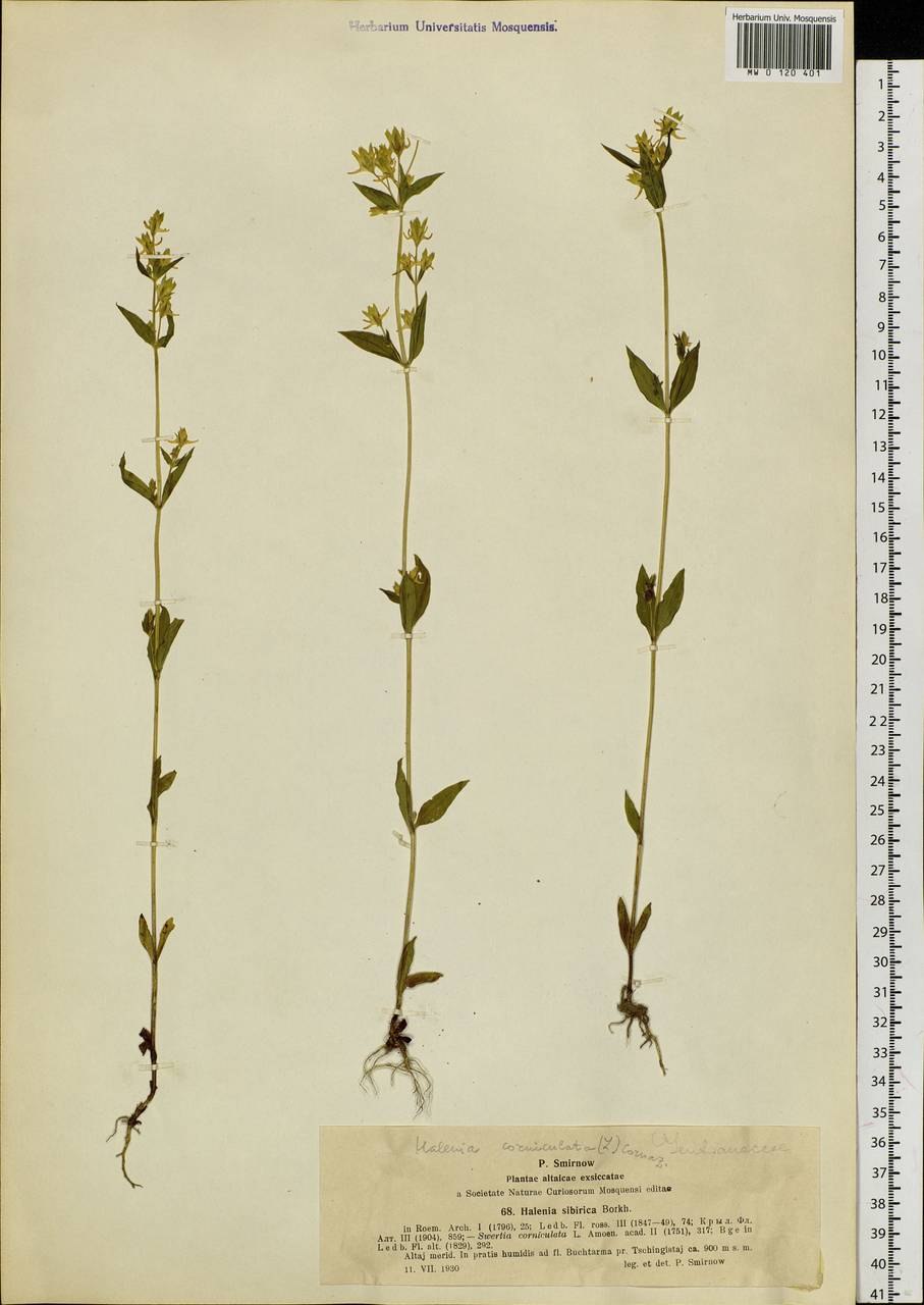 Галения рогатая лечебная