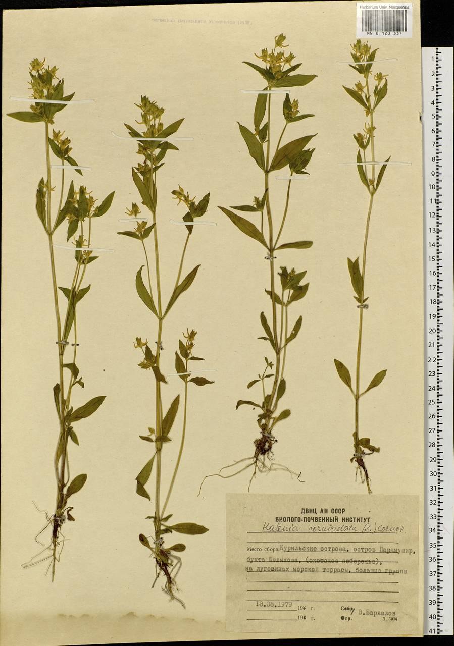 Галения рогатая фото