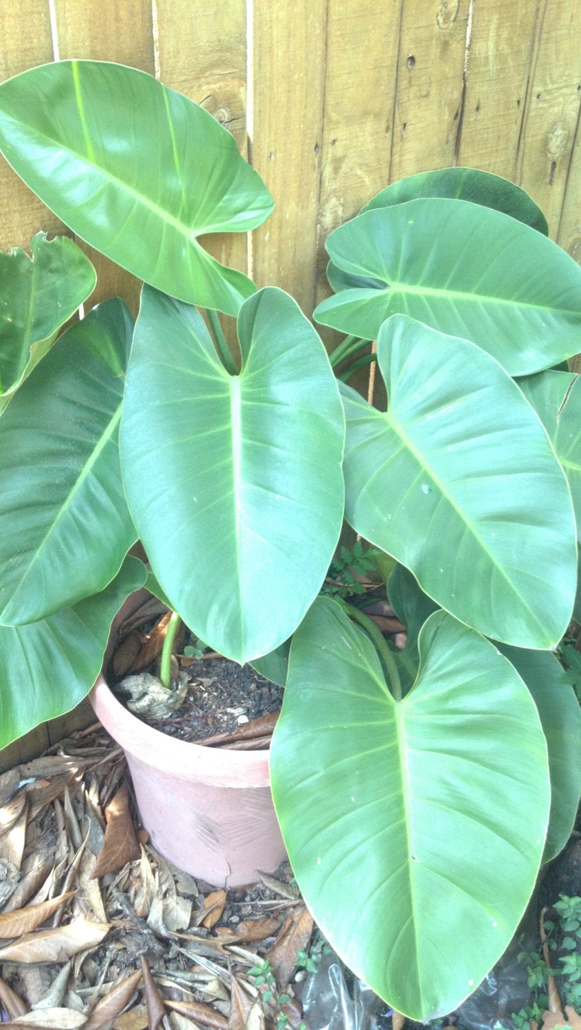 Филодендрон гигантский