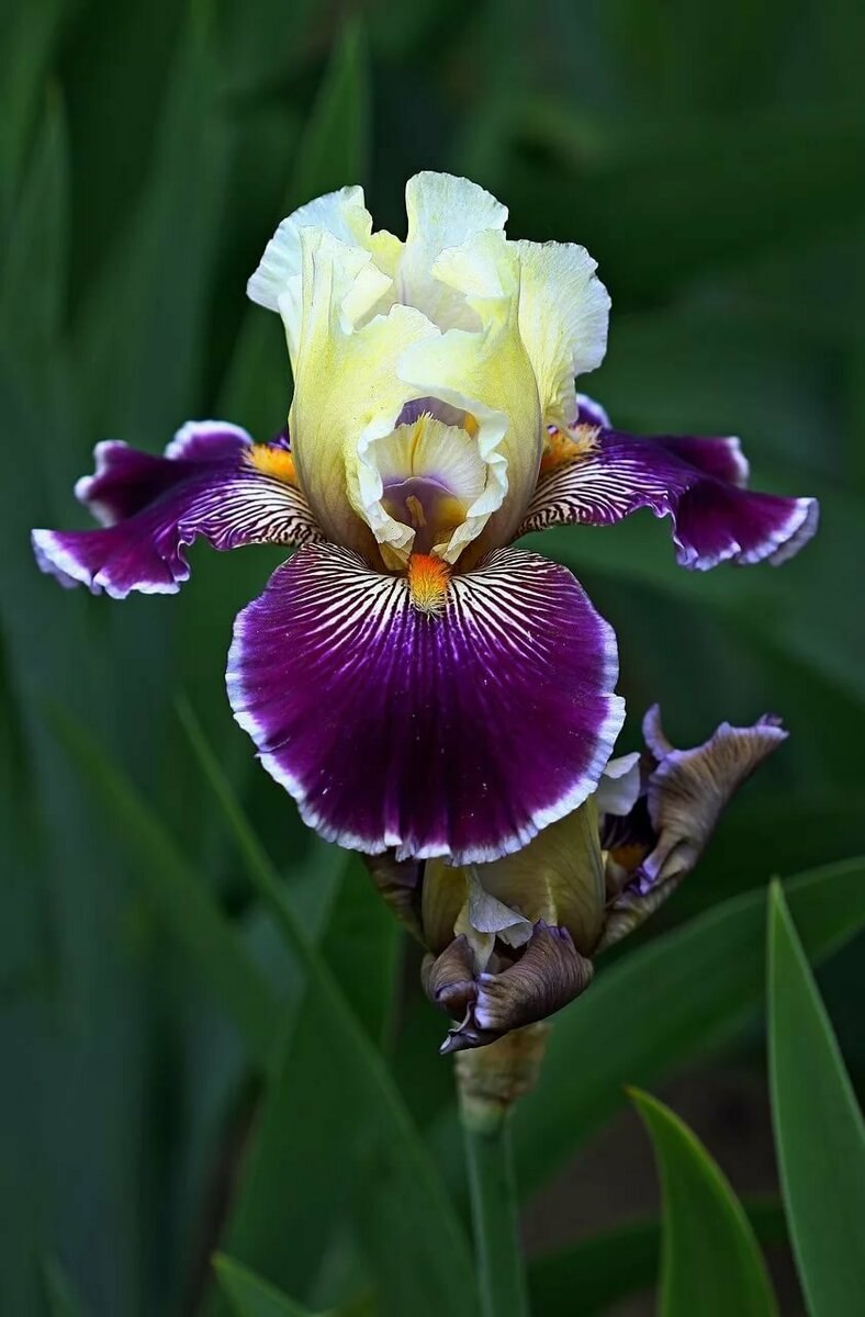 Ирис бахромчатый