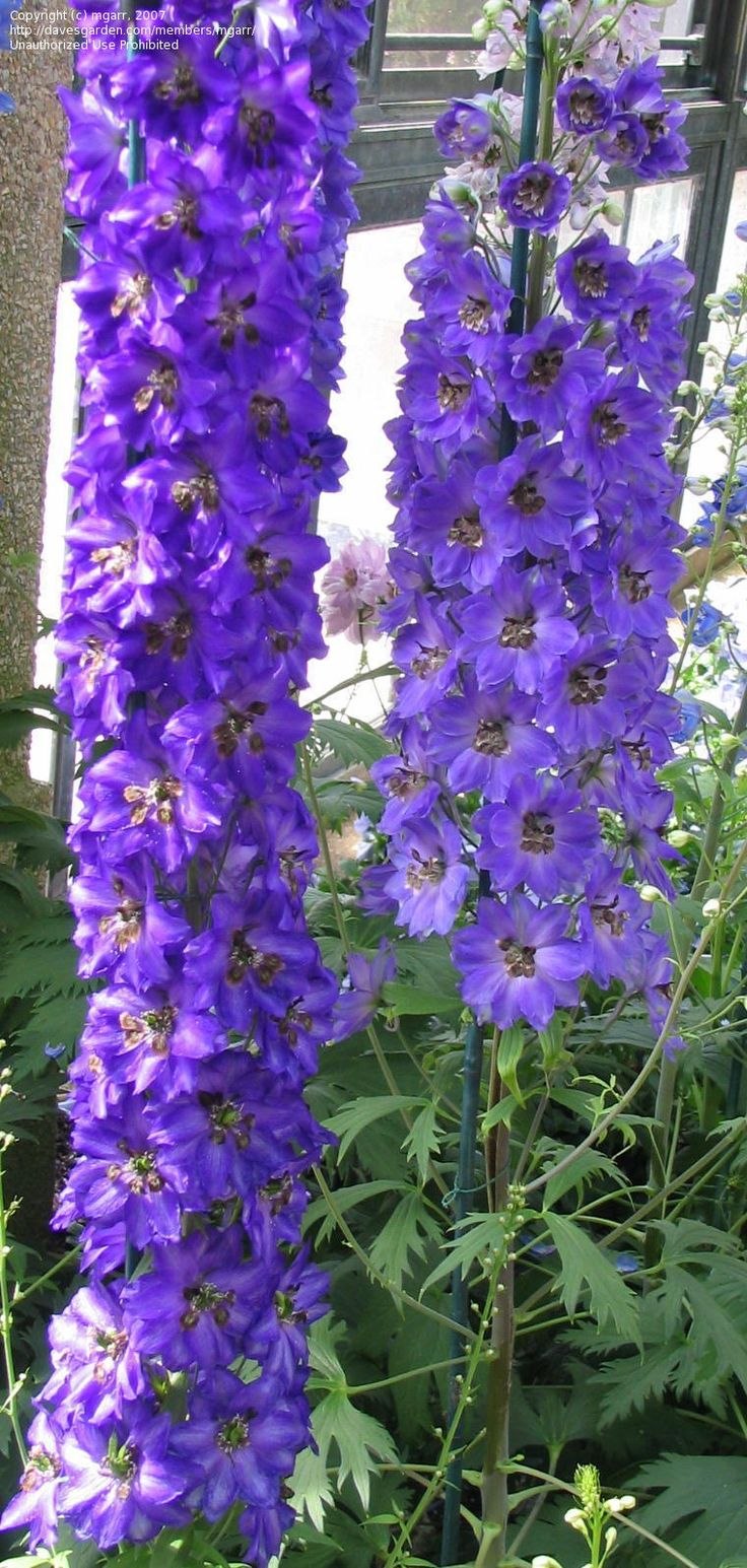 Дельфиниум Королевский шпиль