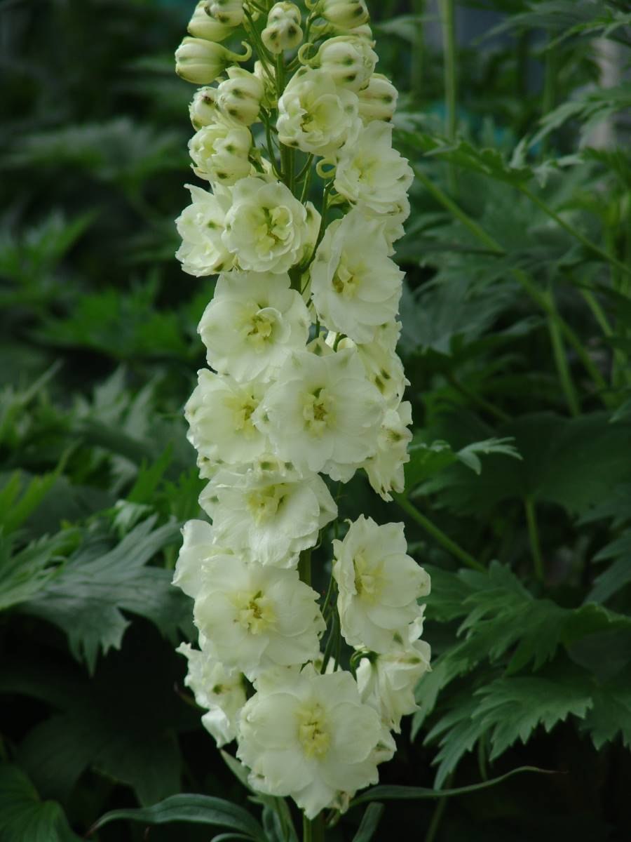 Цветок дельфиниум желтый