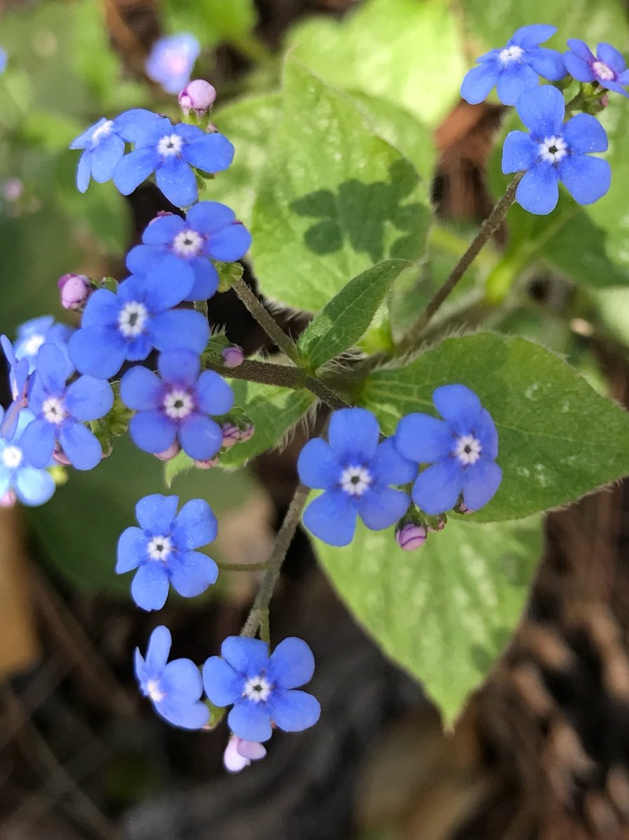 Незабудочник