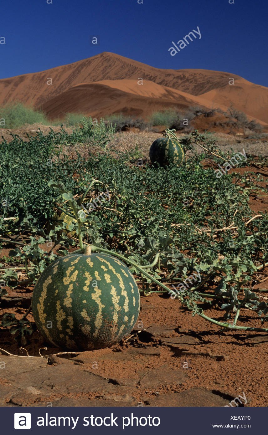 Ferocactus глауцесценс плоды