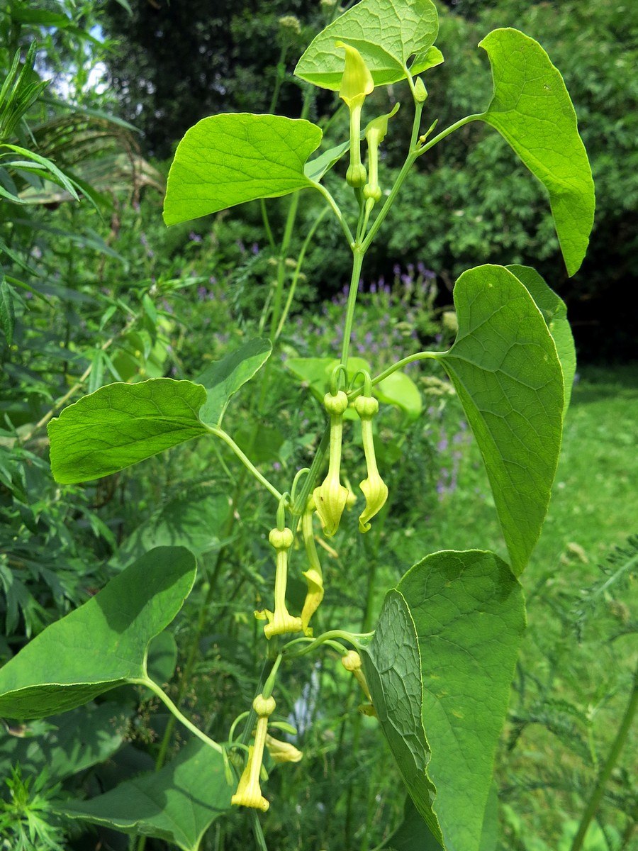 Кирказон клематисовый