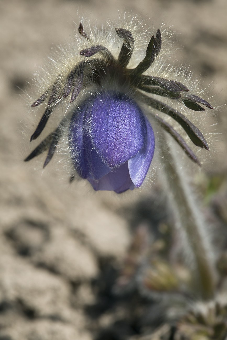 Прострел аянский