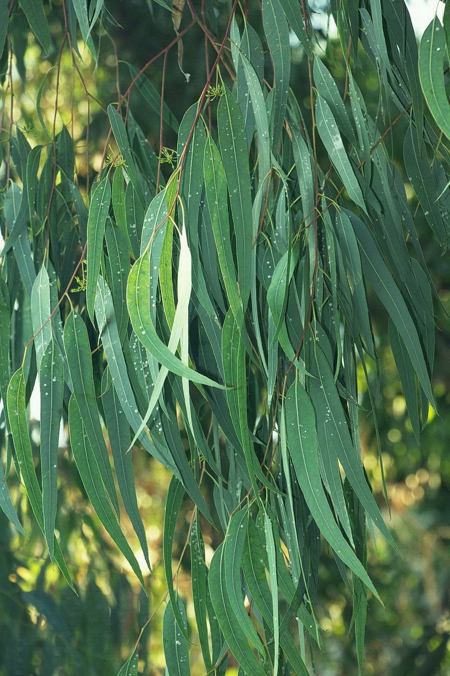 Эвкалипт мелкогородчатый