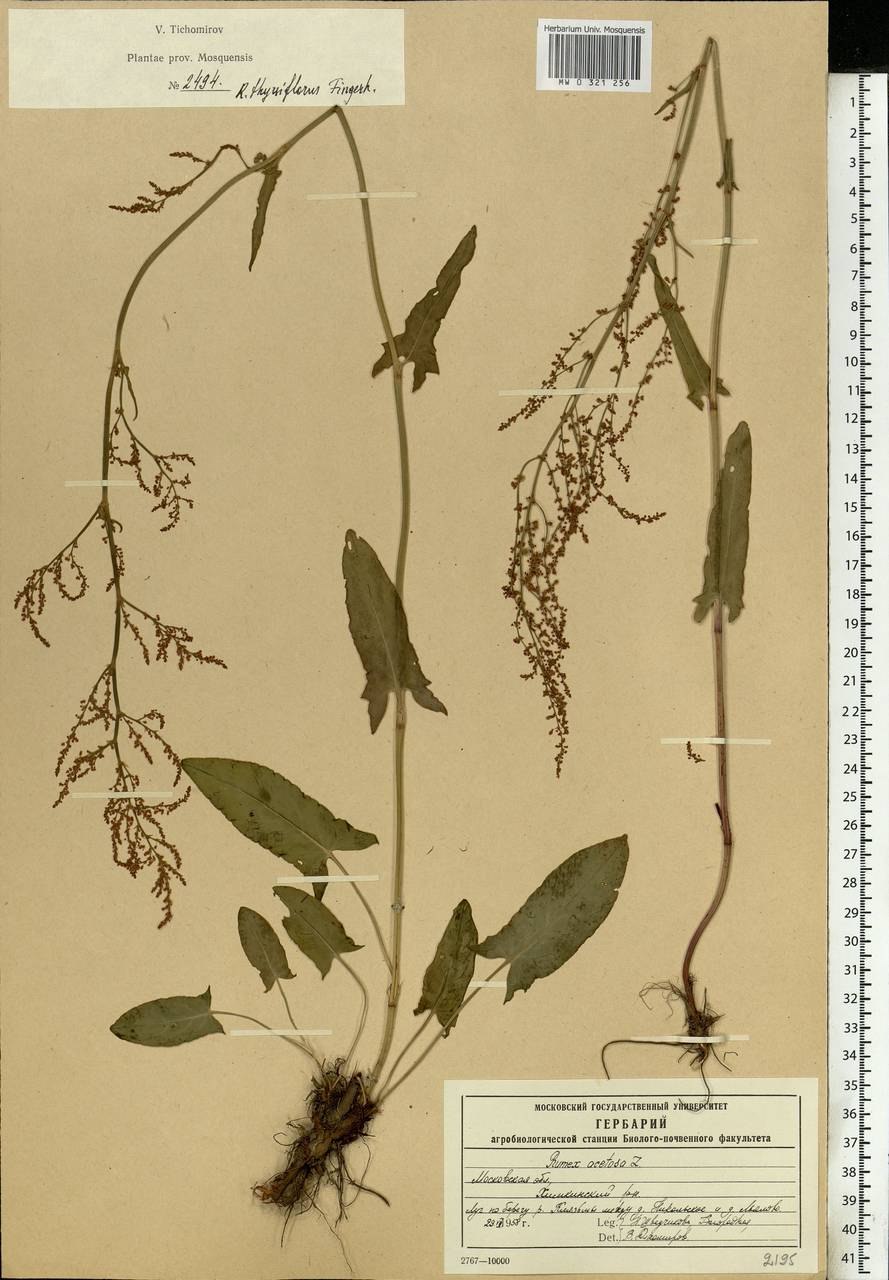 Rumex obtusifolius