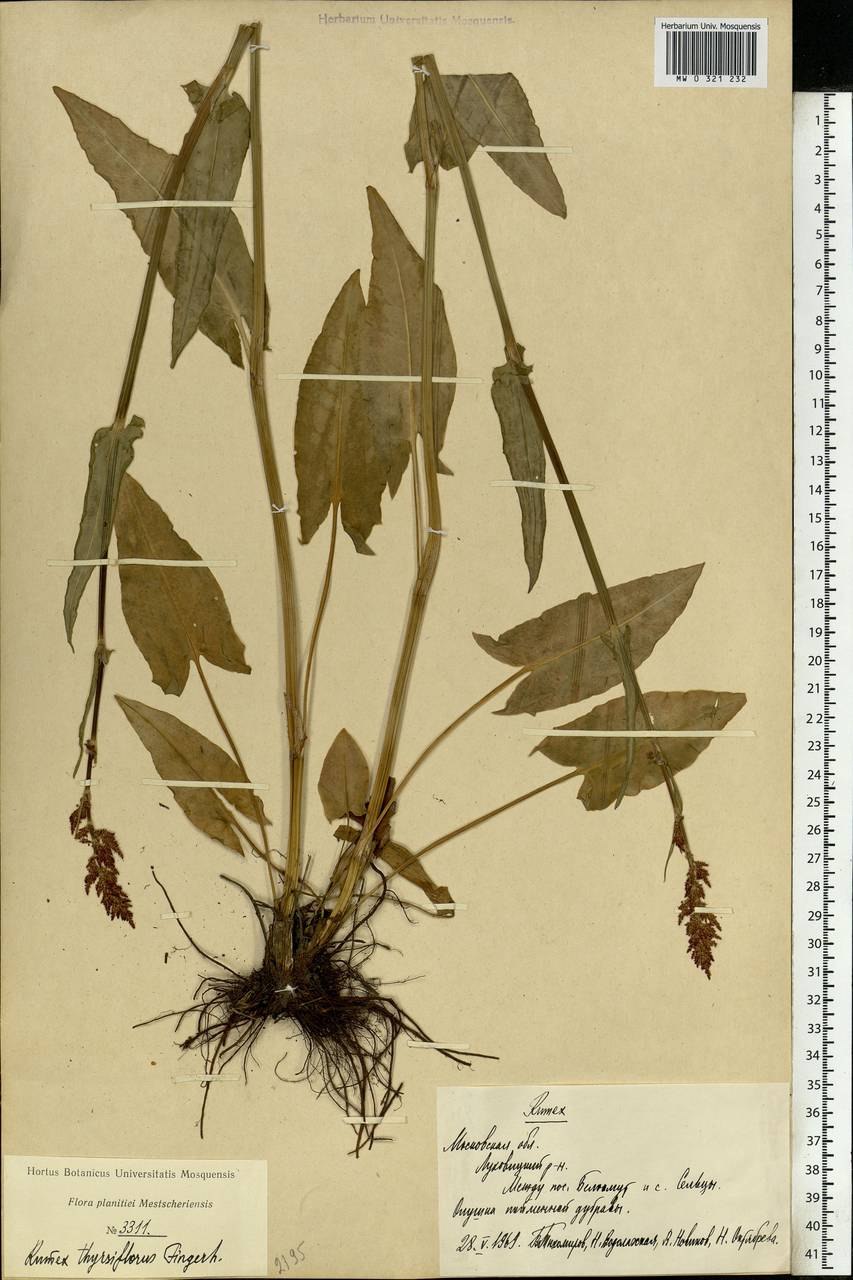 Картинка щавель пирамидальный