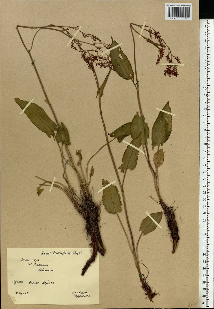 Щаве́ль пирамидальный