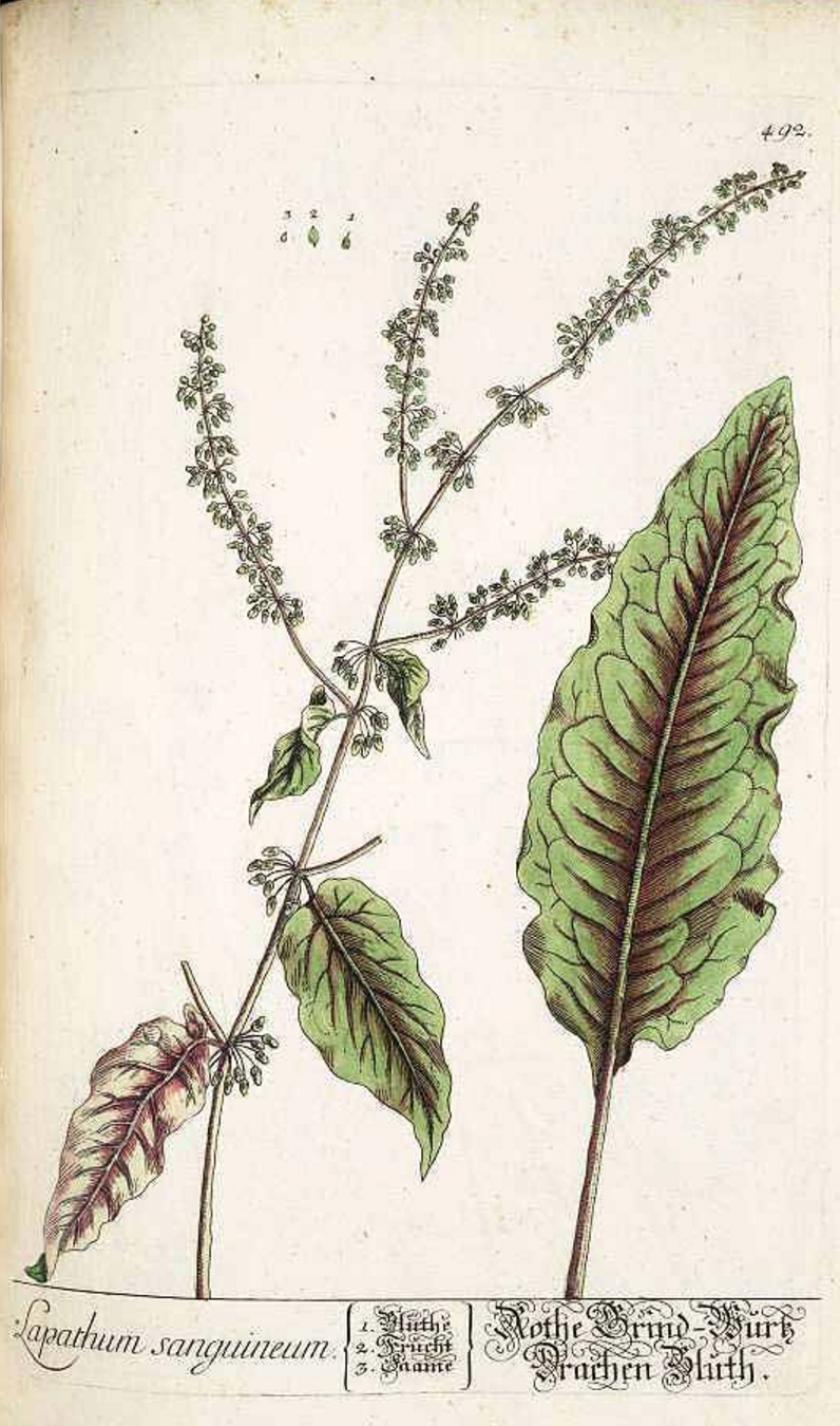 Овечий щавель фото