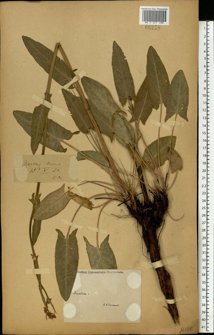 Щавель малый гербарий