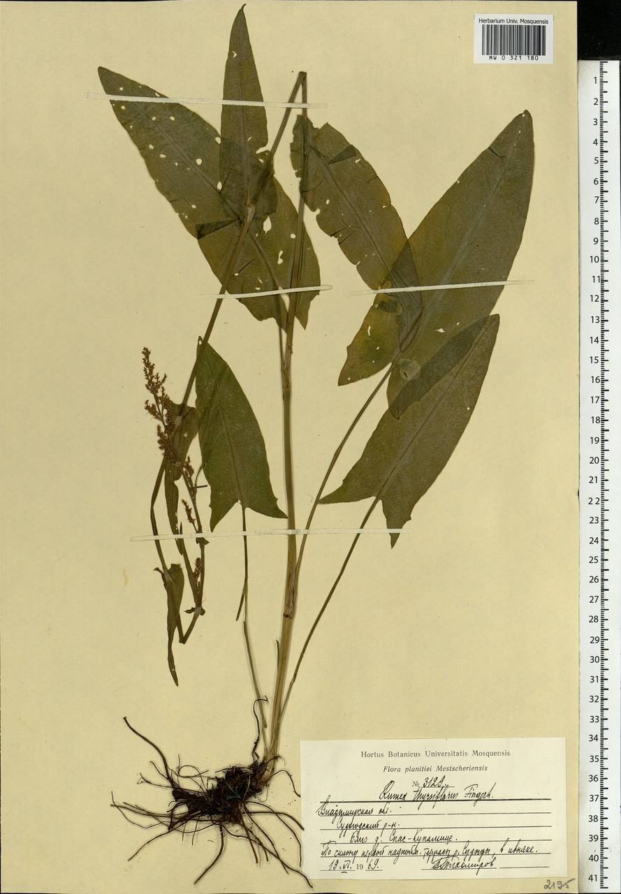 Rumex thyrsiflorus рисунок