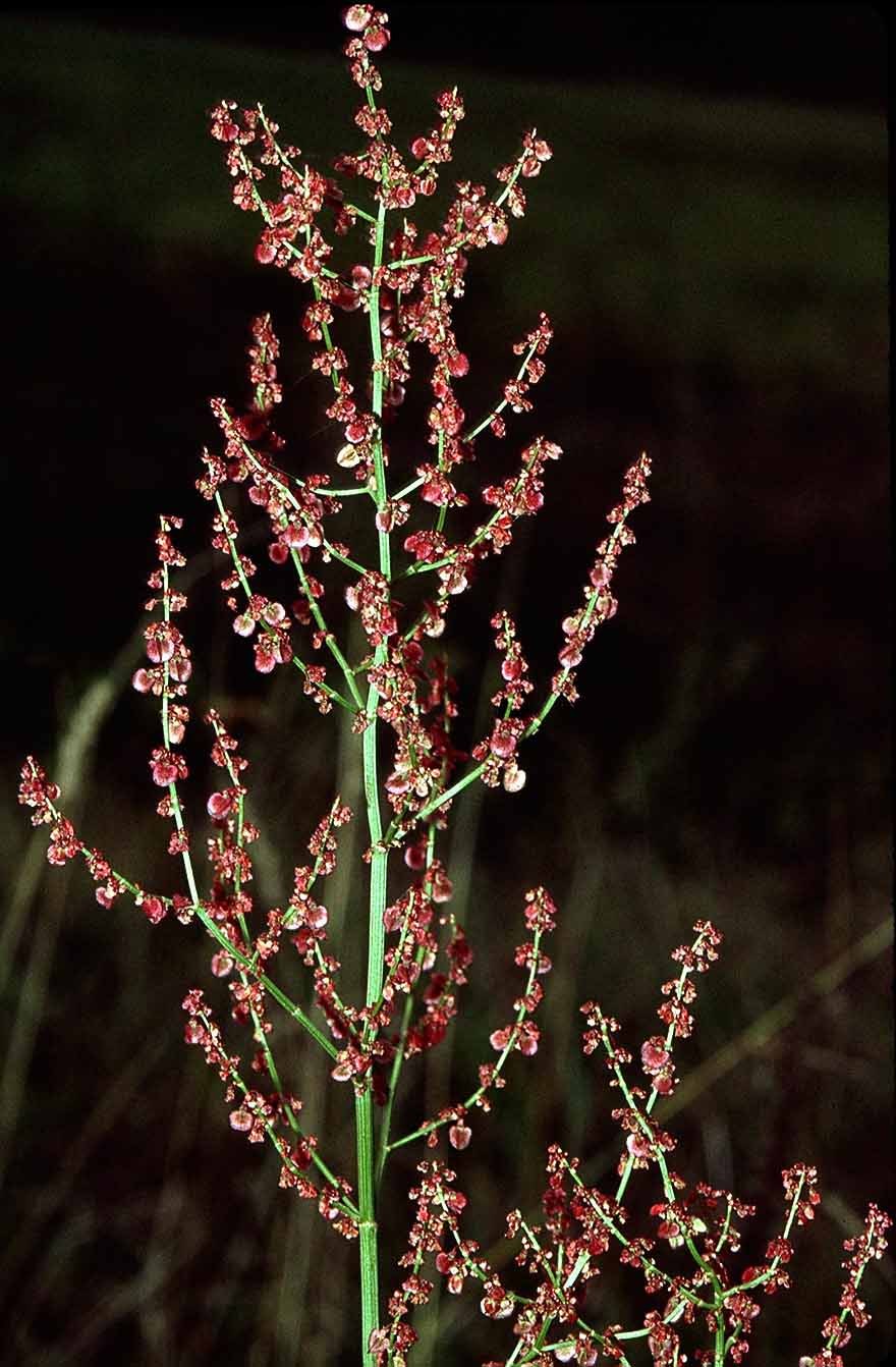 Rumex longifolius