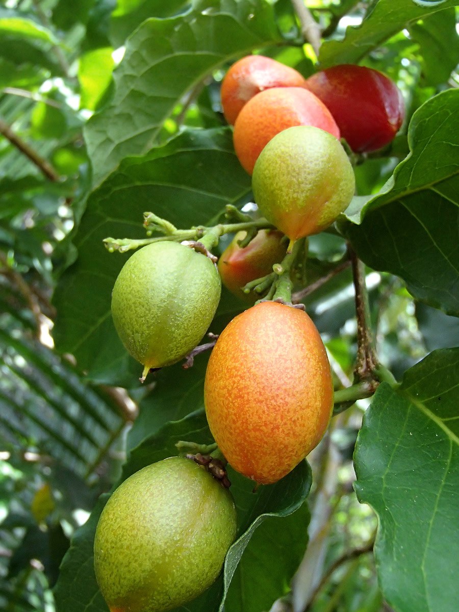 Пеллиония в интерьере