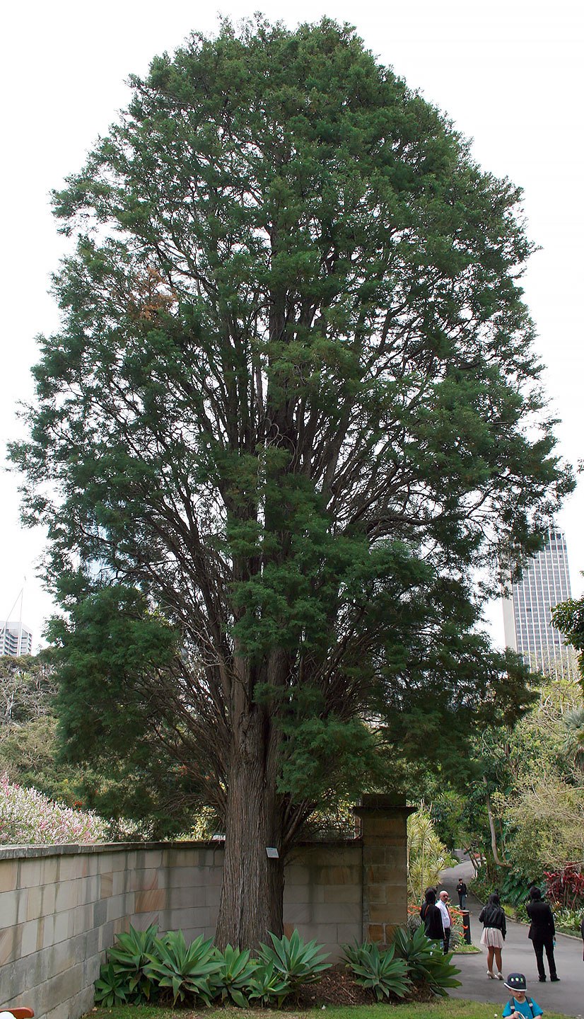 Таксодиум мексиканский дерево Туле
