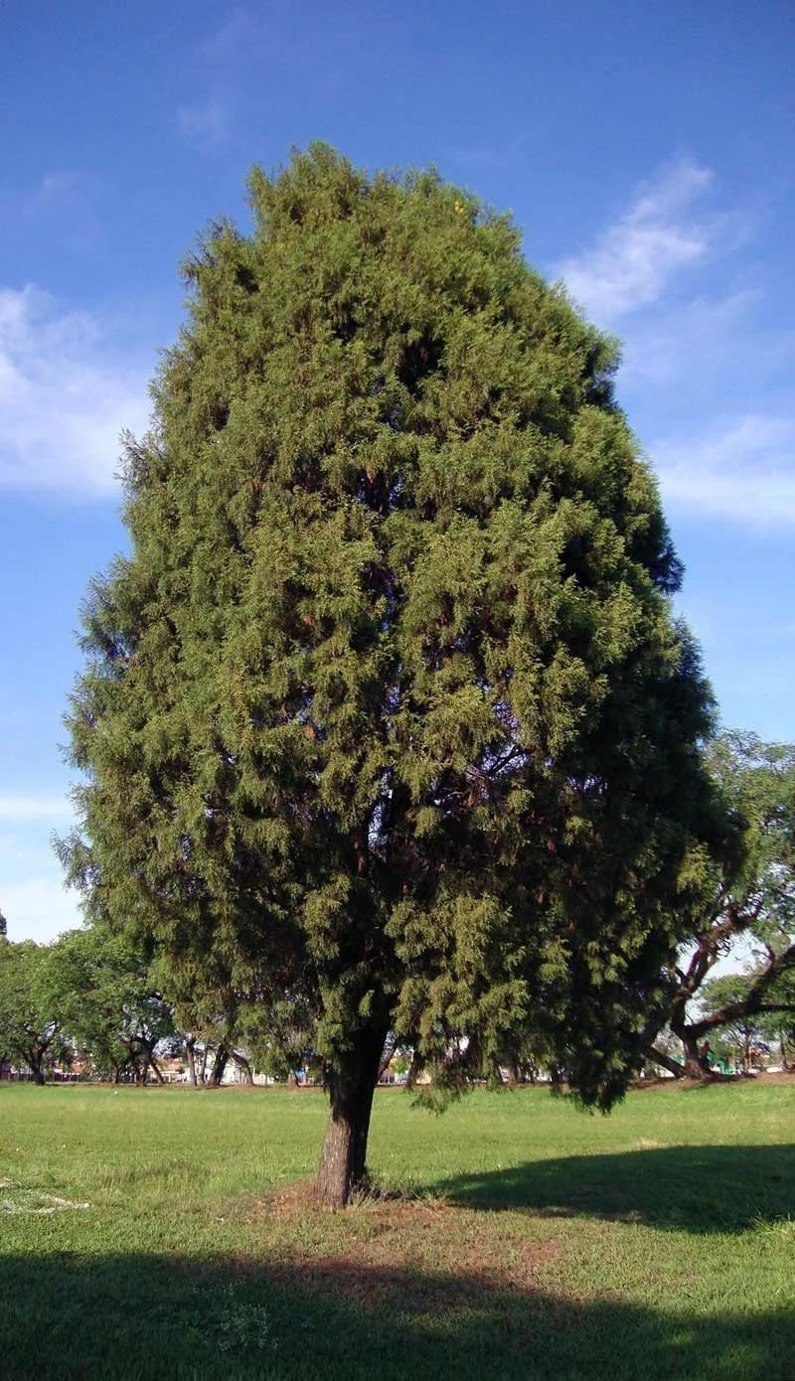 Таксодиум мексиканский