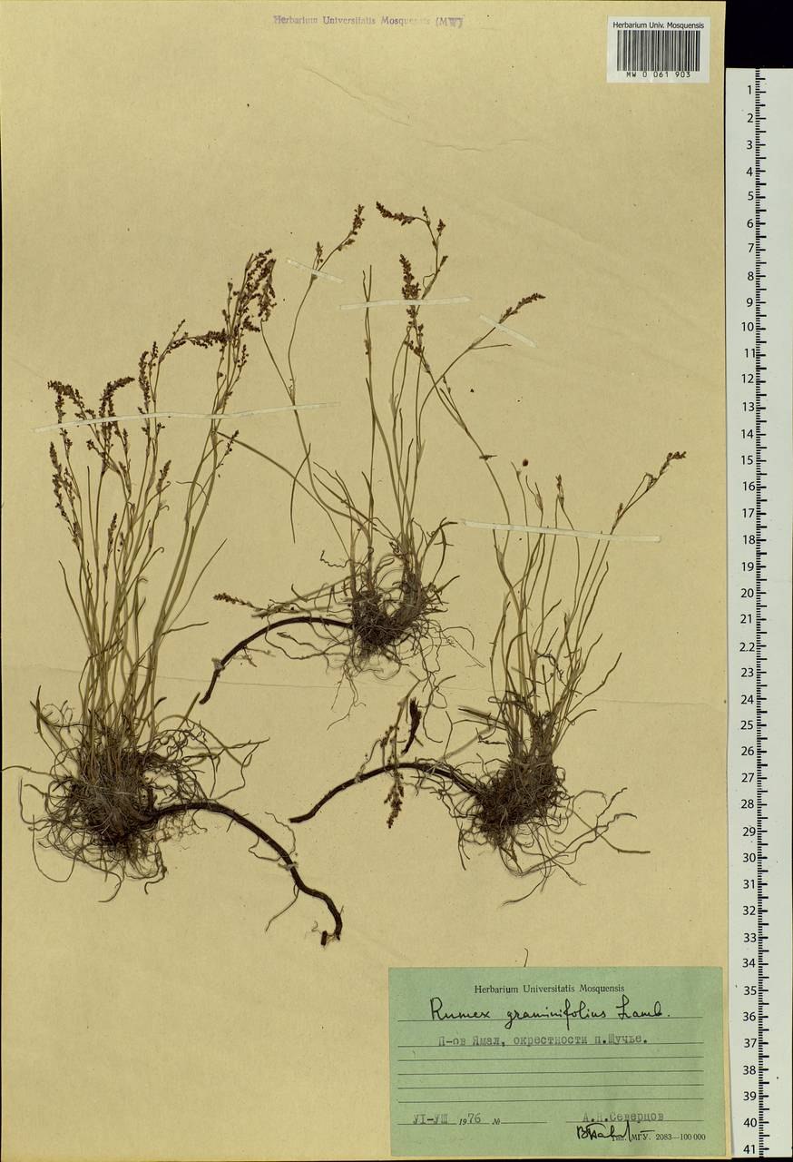 Панно из конского щавеля