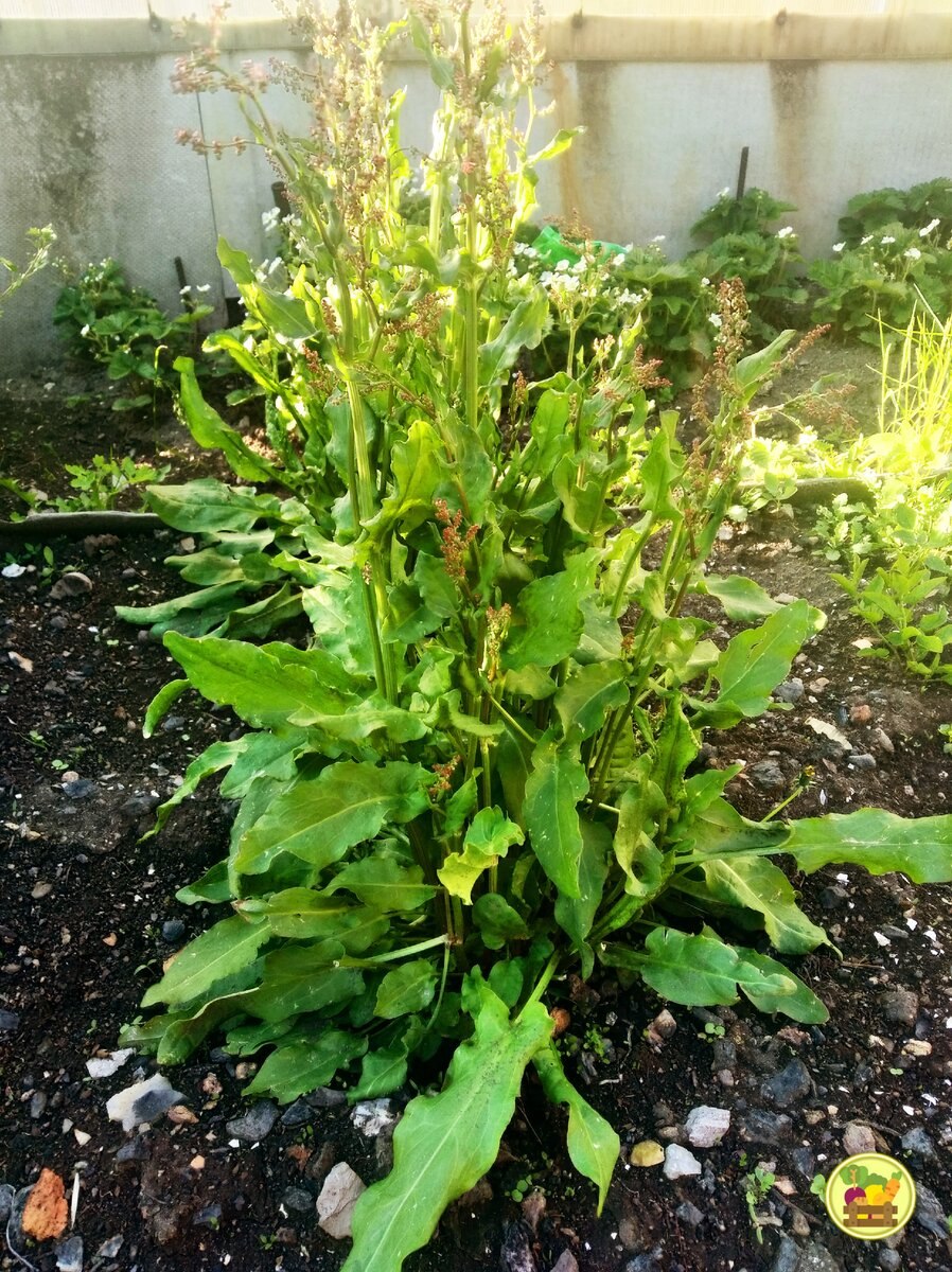 Rumex obtusifolius