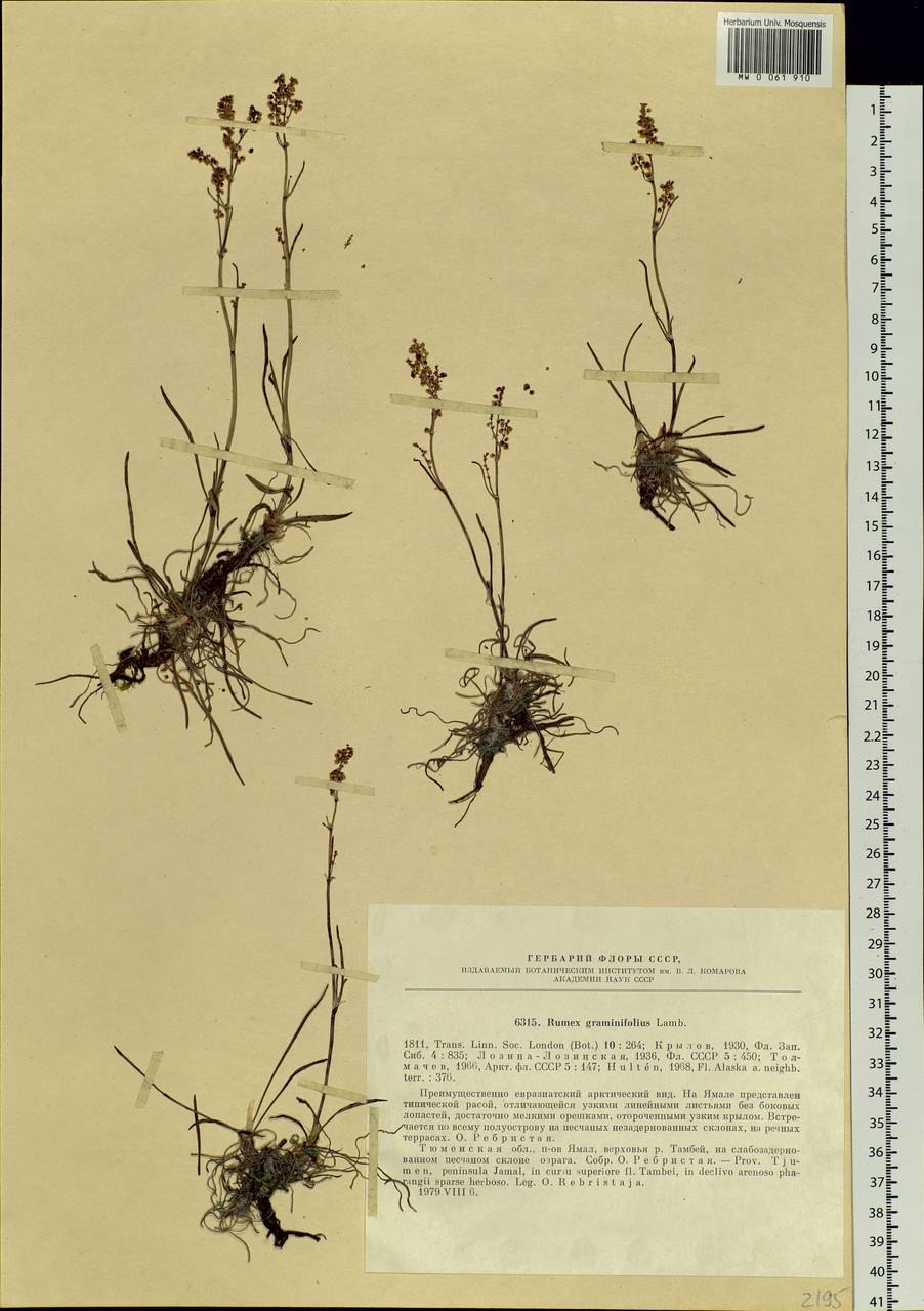 Щавель на Чукотке