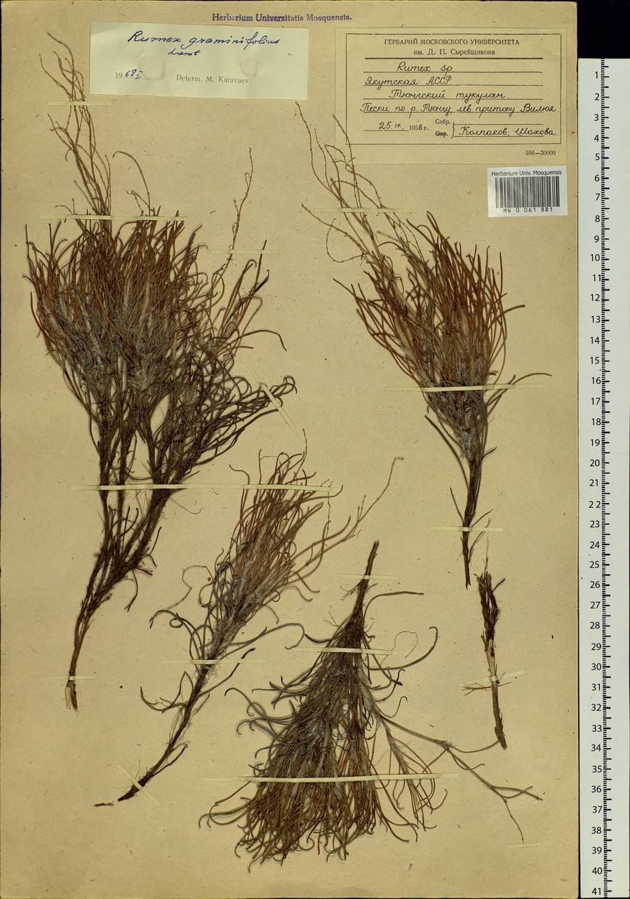 Щавель туполистный сорняк