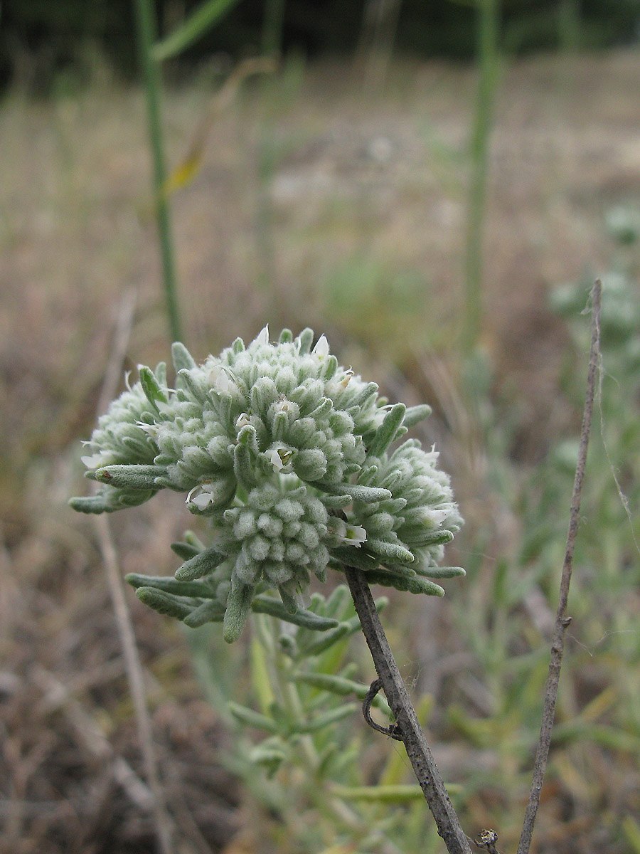 Teucrium polium