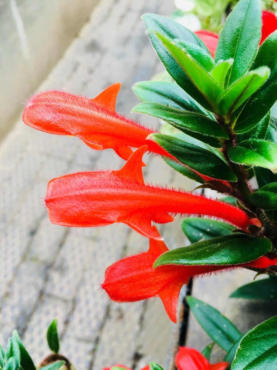 Колумнея microphylla