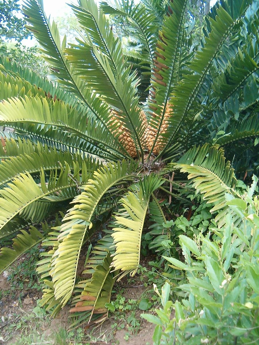 Cycas cairnsiana