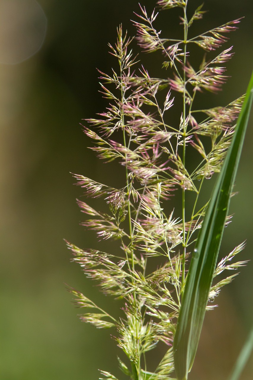 Полевица (agrostis)