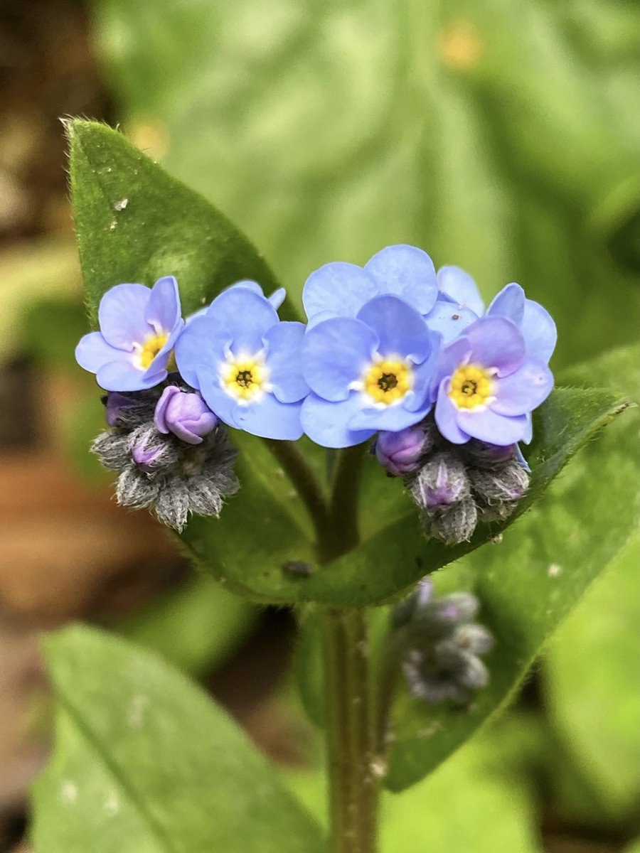 Незабудка хакасская