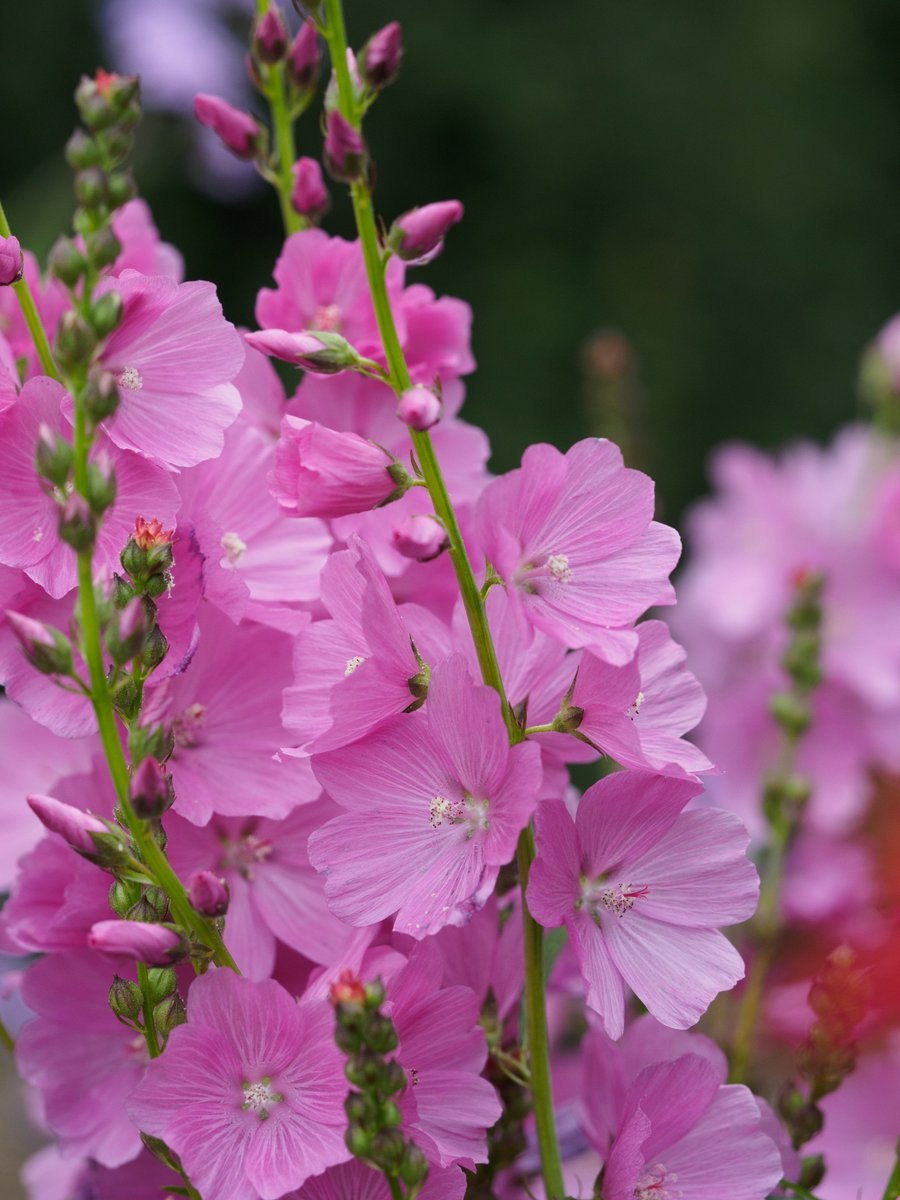 Сидальцея Орегонская бриллиант