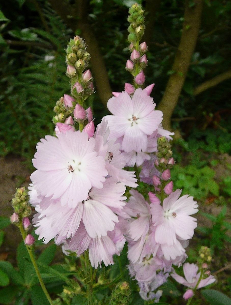 Сидальцея орегано бриллиант