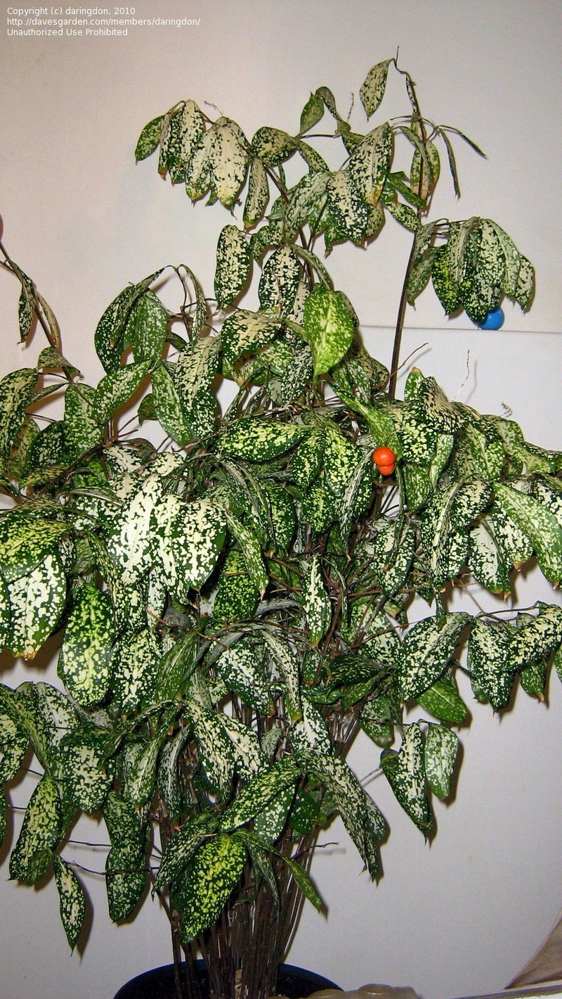 Драцена Годсефа (Dracaena godseffiana)