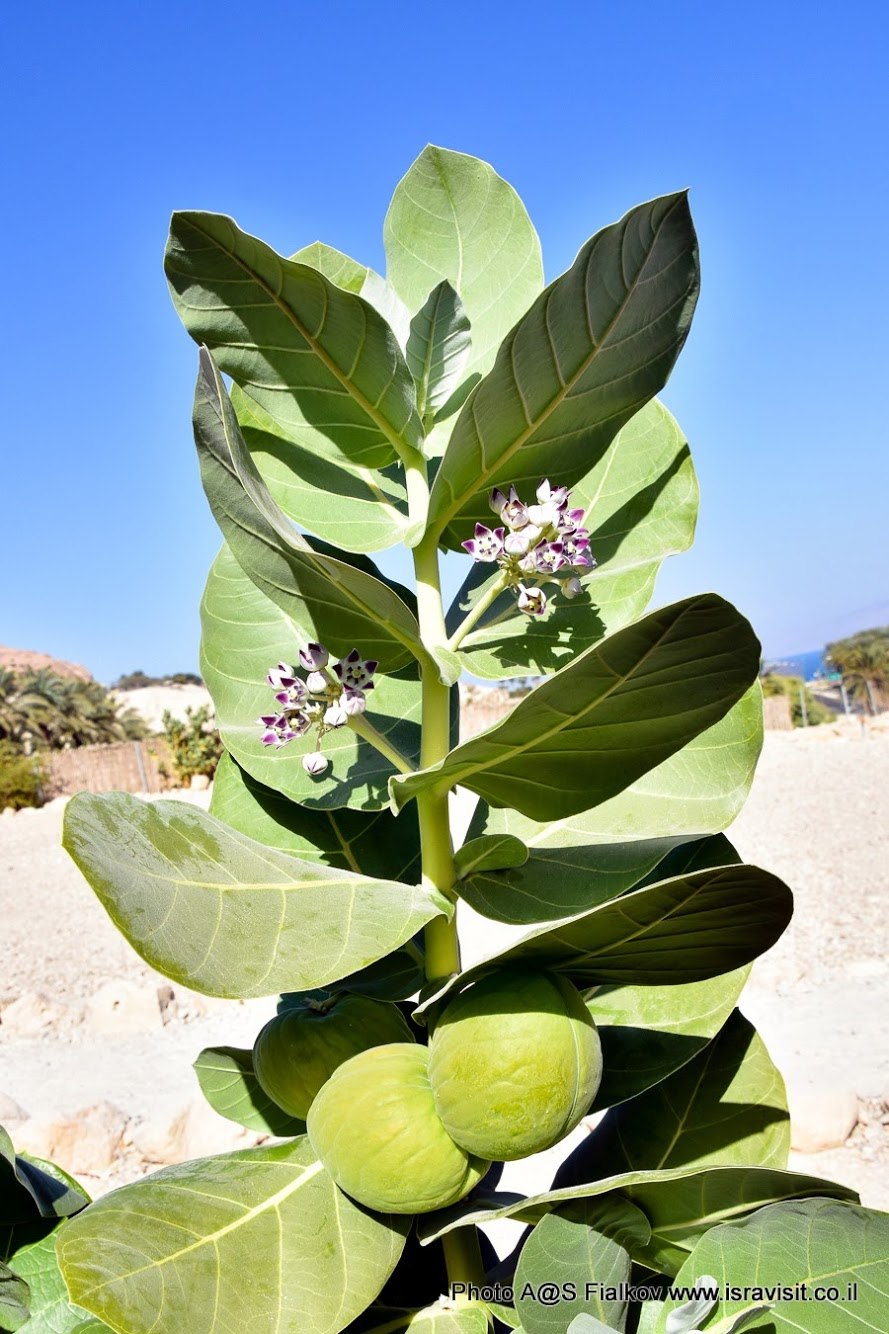 Калотропис Гигантелла