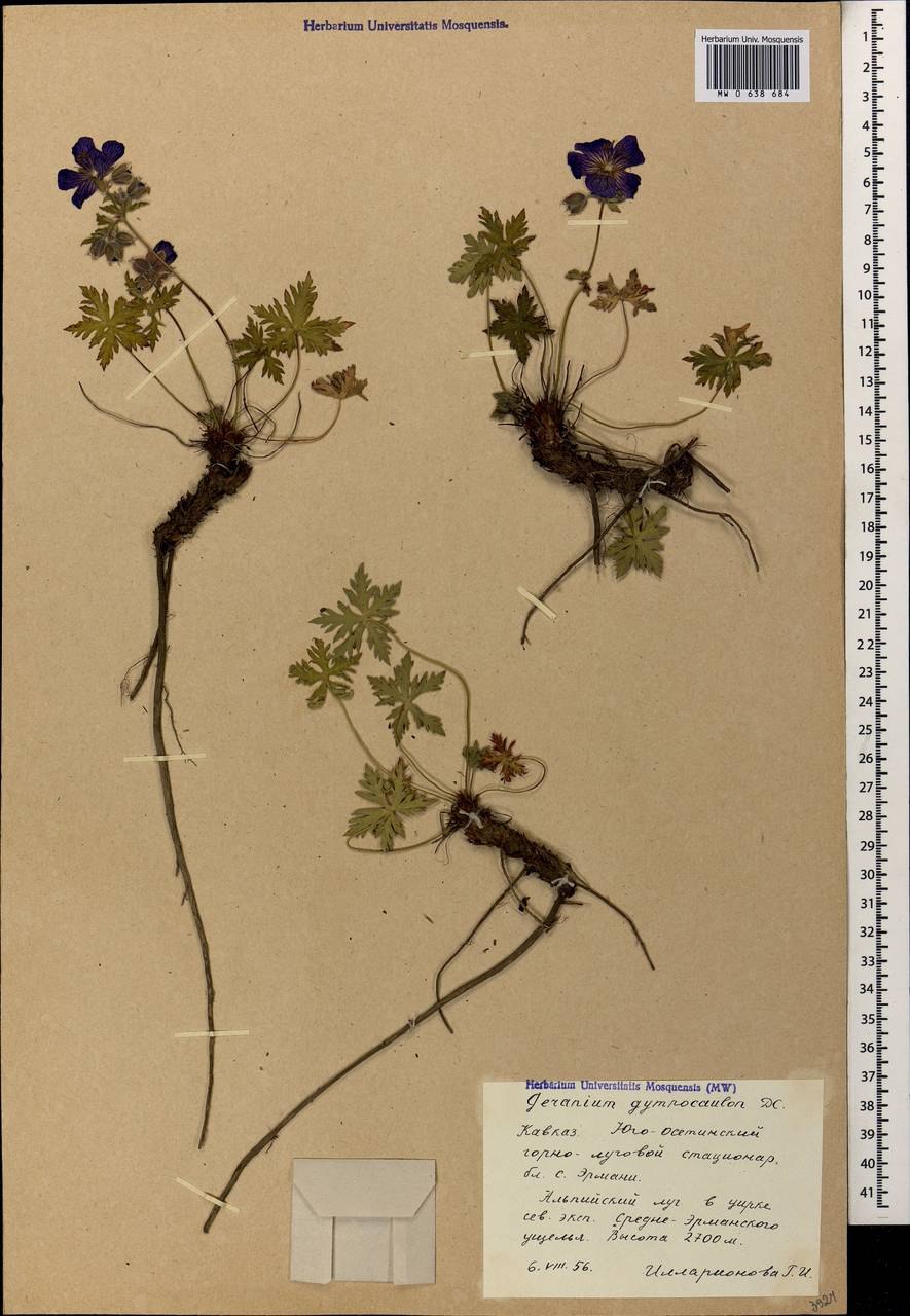 Герань голостебельная кавказский заповедник