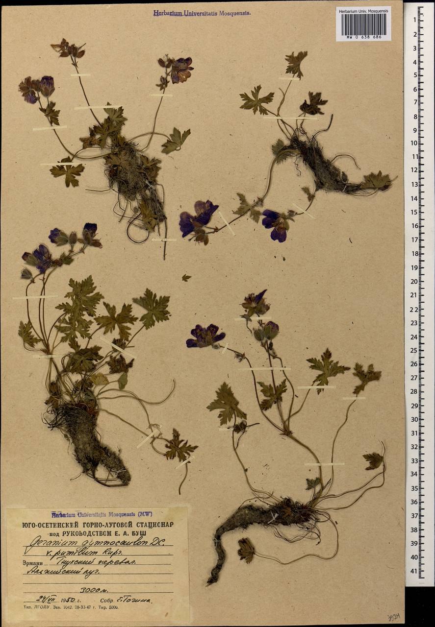 Geranium gymnocaulon