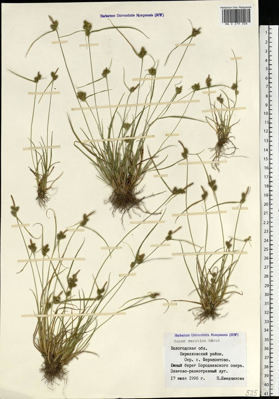 Осока Эдера