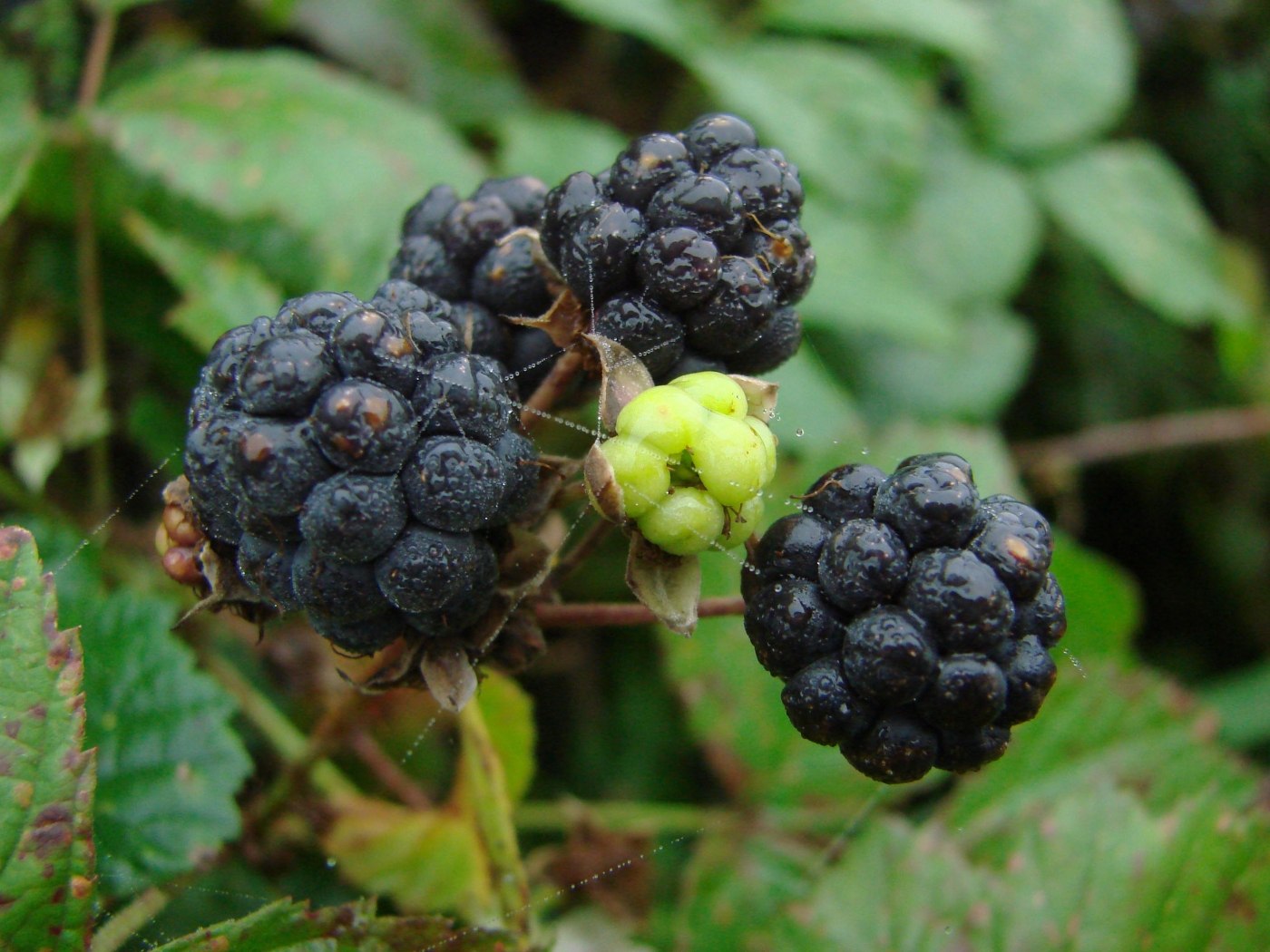 Ежевика лесная фото. Ежевика Рубус. Ежевика сизая Rubus Caesius. Ежевика Лесная Дикая. Лесная ягода куманика.