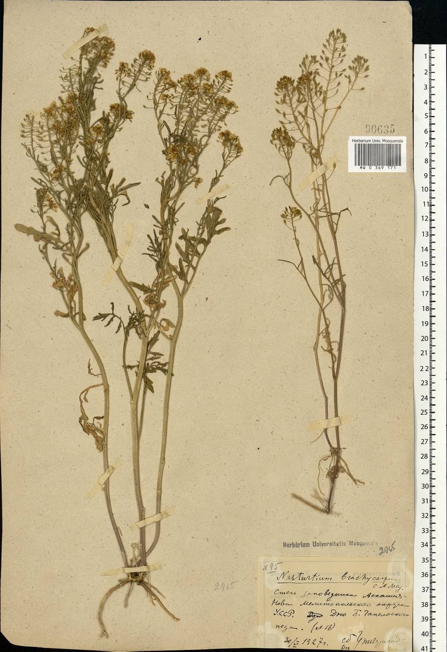 Жерушник ботаника