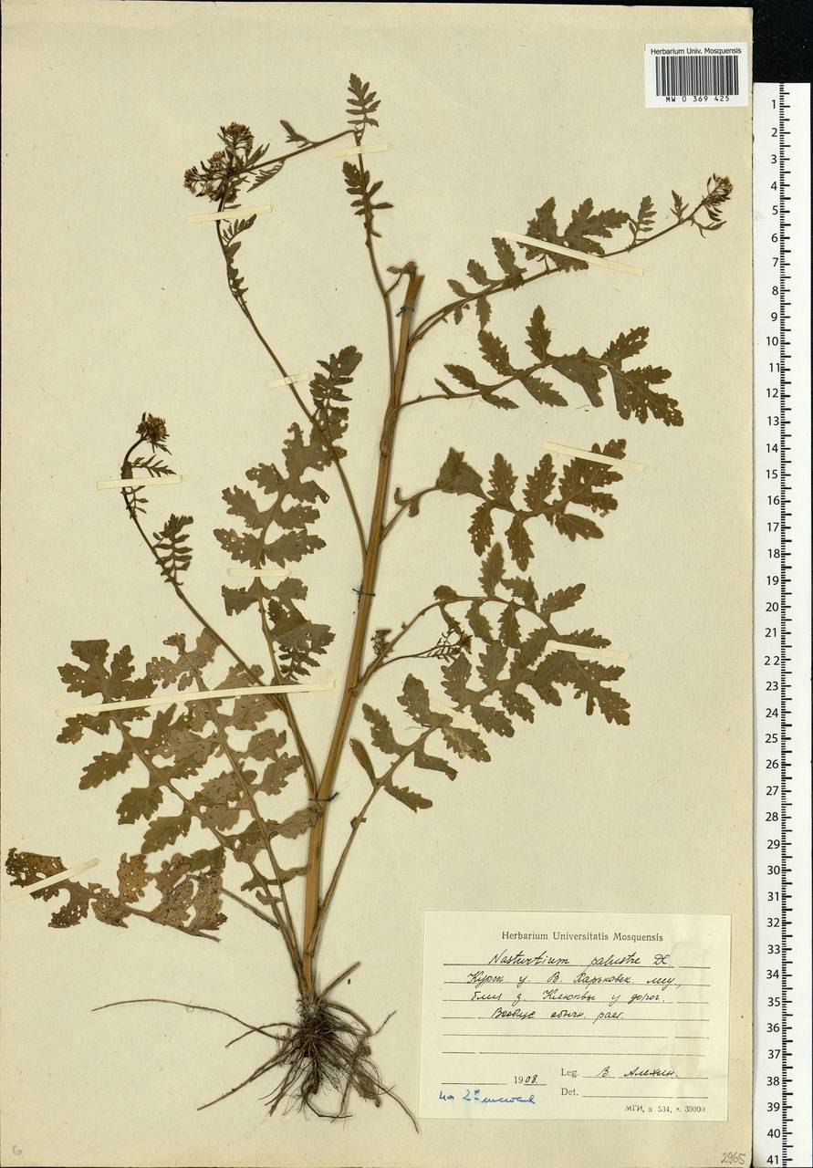 Жерушник Водный