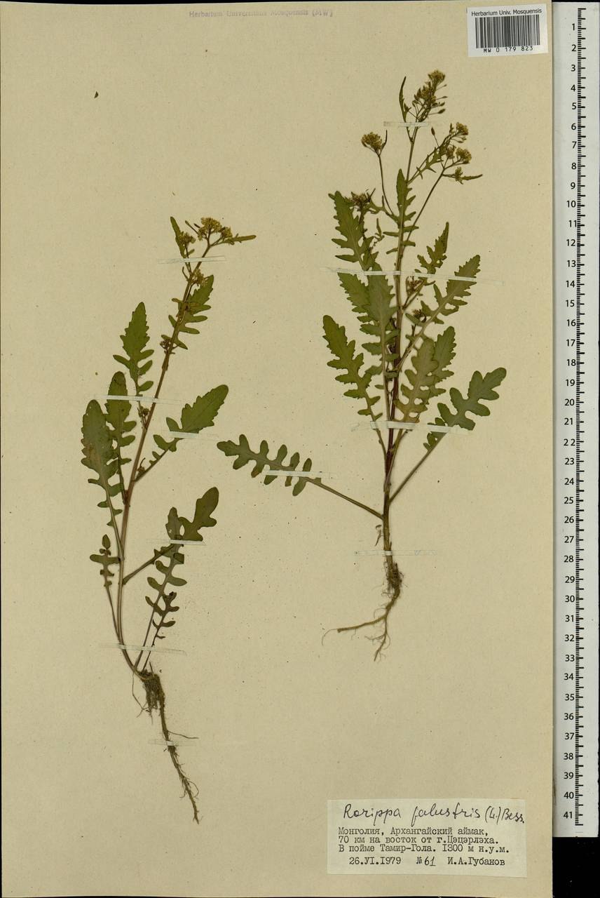 Rorippa Sylvestris как медонос