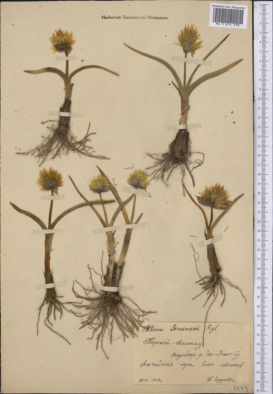 Лук шнитт Эректа