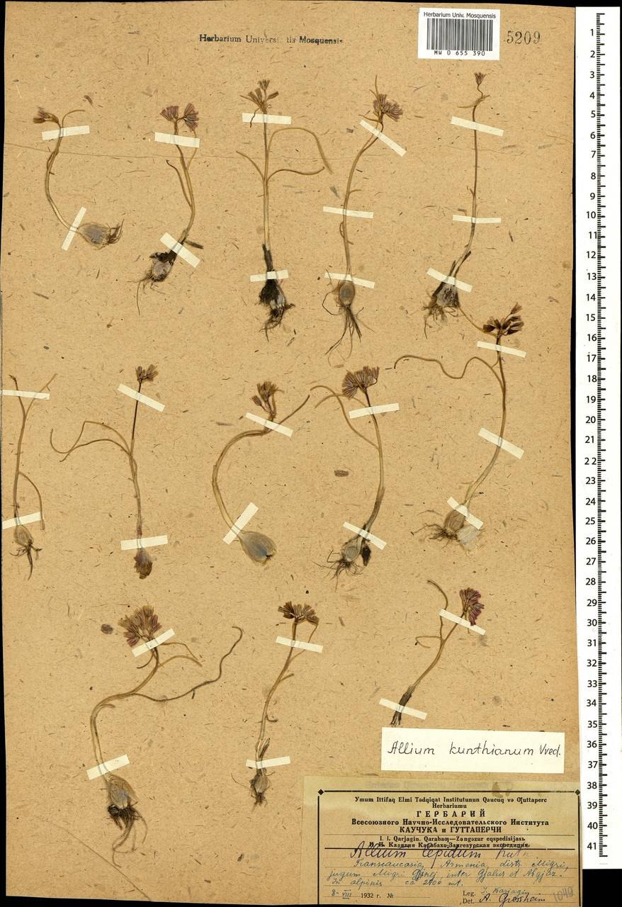 Лук угловатый (мышиный чеснок) – Allium angulosum (l.).