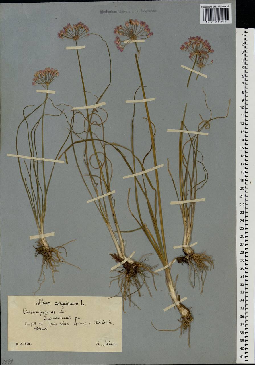 Кариура растение Википедия