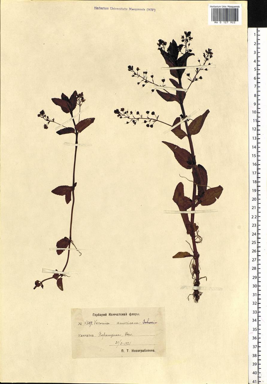 Вероника американская