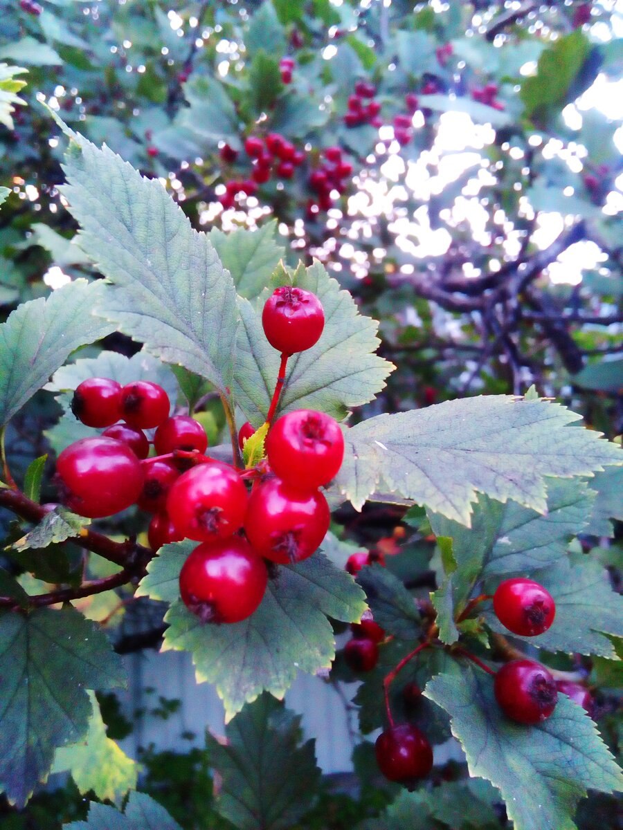 Боярышник Алмаатинский Crataegus almaatensis
