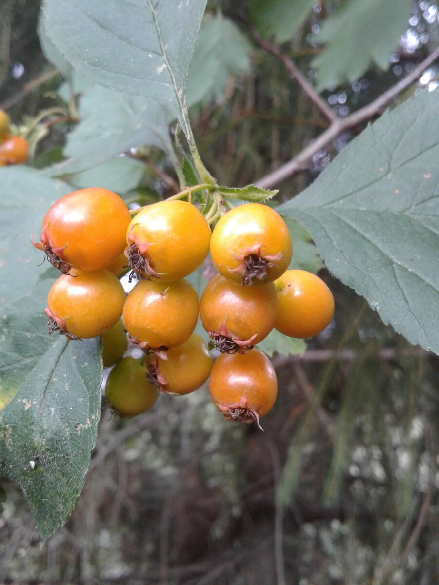 Боярышник Даурский Crataegus dahurica