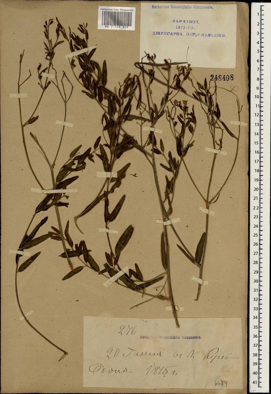 Кутра коноплёвая