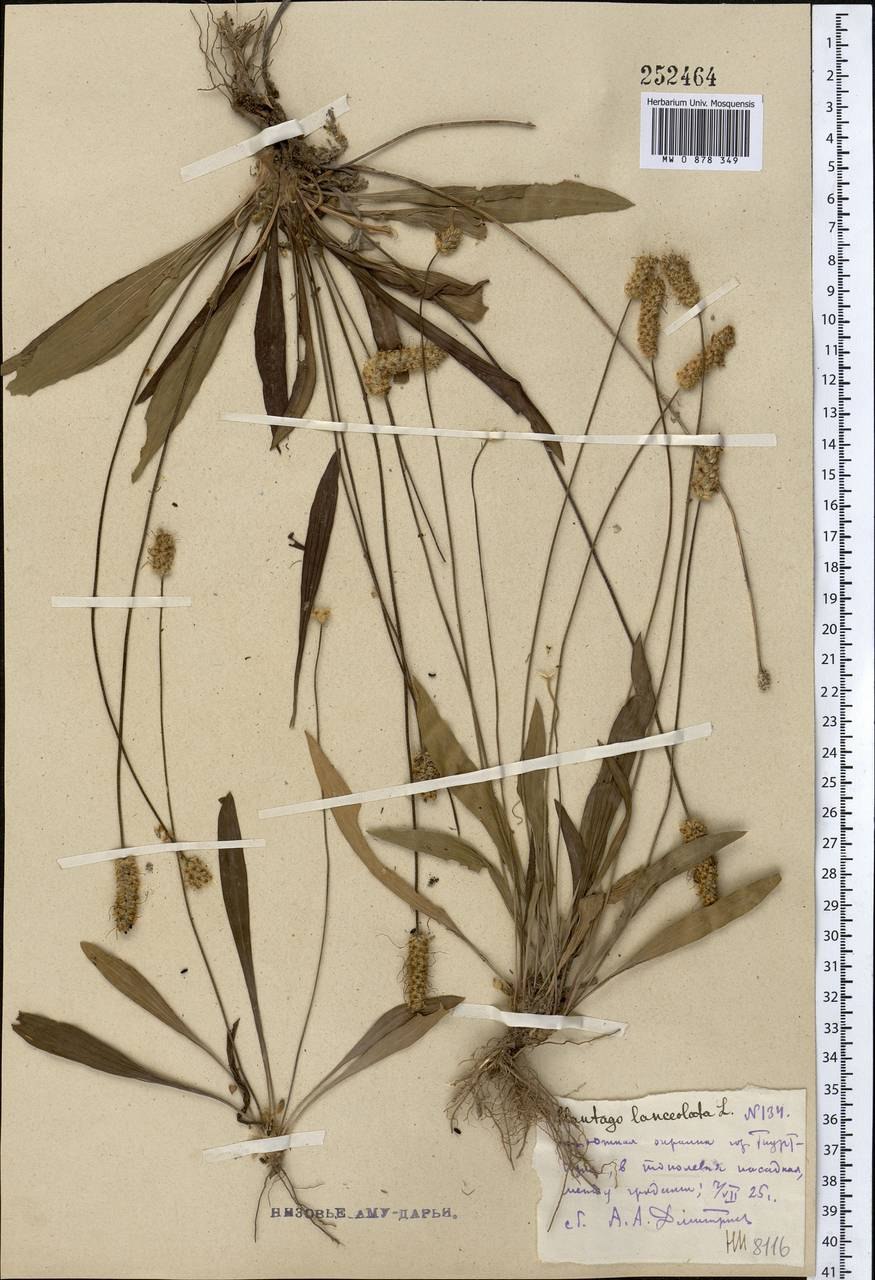 Астрагал Шренка