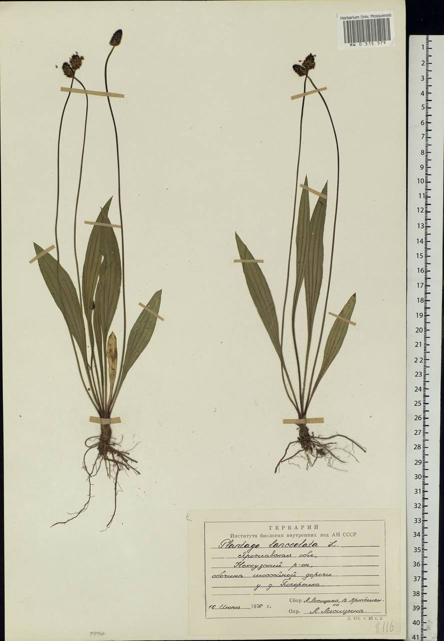 Кендырь ланцетолистный